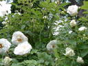 Sir Thomas Lipton rose photo