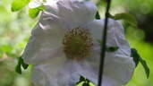 Micrugosa Alba rose photo