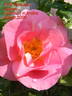 Pink Robusta ® rose photo