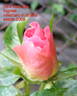 Pink Robusta ® rose photo