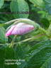 Jablonovy kvet rose photo