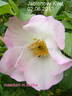 Jablonovy kvet rose photo