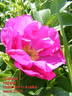 Růžena rose photo