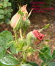 Madame Ballu rose photo