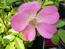 Roselina rose photo