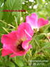 Himmelsstürmer rose photo