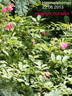Himmelsstürmer rose photo