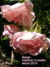 Marga rose photo