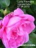Lydia Freimane rose photo