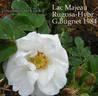 Lac Majeau rose photo