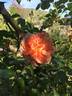 Janet Inada rose photo