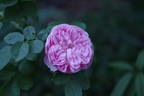 Siwa rose photo