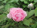 Da Hu Hong peony photo