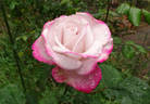 Paw Maw rose photo