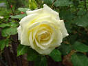 Nana Mouskouri rose photo