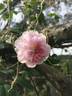 Paul's Himalayan Musk Rambler rose photo