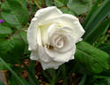 Janet Carnochan rose photo