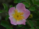 IHTXLB Fed rose photo