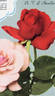 Dr. F. G. Chandler rose photo