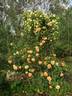 Janet Inada rose photo