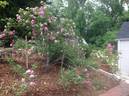 Moore's Striped Rugosa rose photo