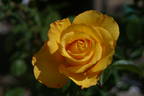 Col Phil Ash rose photo
