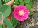 D1903 rose photo