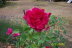 Better Times rose photo