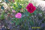 Better Times rose photo