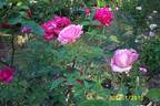 Better Times rose photo