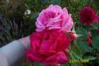 Better Times rose photo