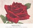 Dr. F. G. Chandler rose photo