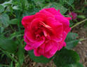 Catalònia rose photo