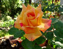 Meilland Decor Arlequin ® rose photo