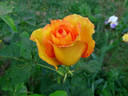 Sundance ™ rose photo