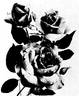 Dr. F. G. Chandler rose photo