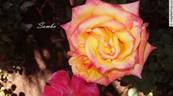 Samba ® rose photo