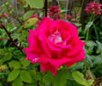 Bajazzo rose photo