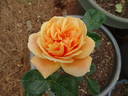 Prairie Sunrise rose photo