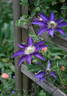 Haku Ookan clematis photo
