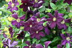 Romantika clematis photo