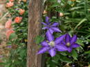 Haku Ookan clematis photo