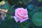 Enzo Fumagalli rose photo