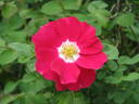 MacFarlane's Own rose photo