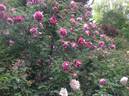Moore's Striped Rugosa rose photo