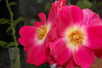Tootsie rose photo