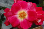 Tootsie rose photo