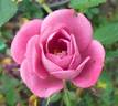 Raspberry Punch ™ rose photo