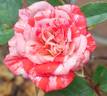 Strawberry Swirl rose photo