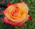 Solar Flair rose photo